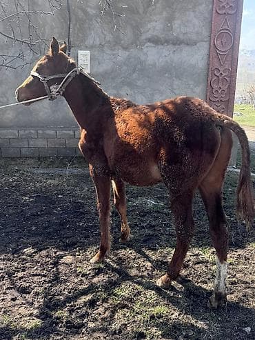 1жаш бука: Продаю | Жеребенок | Для разведения | Племенные — 2