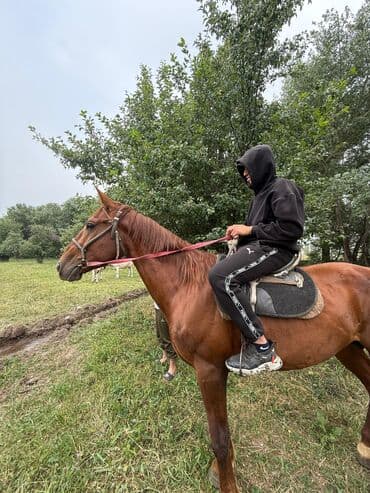 собака дом: Продаю | Жеребец | Конный спорт — 3