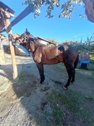 Грызуны: Продаю | Жеребец | Полукровка | Рабочий — 1