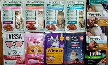 Ветеринар кызматы: Мышык бекер берилет: Скотиш Страйт (Шотландиялык тик кулактуу), 1 айлык, Ургаачы — 7