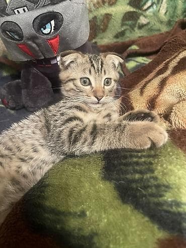 cat sofa: Скотиш Фолд (Шотландская вислоухая), 3 месяца, Мальчик, Приучена к лотку — 7