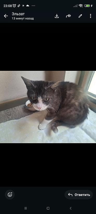 scottish fold: 8 месяцев, Мальчик, С документами — 4