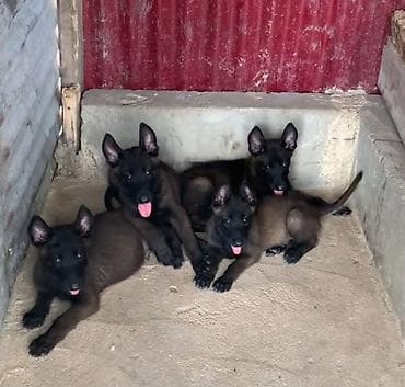 Животные: Бельгийская овчарка, 2 месяца, Самка — 5