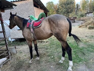 сколько стоит щенок ретривера: Продаю | Жеребец | Конный спорт — 1