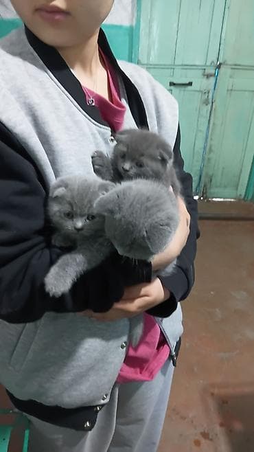 cat sofa: Скотиш Фолд (Шотландская вислоухая), 2 месяца, Мальчик, Серый, Приучена к лотку — 4