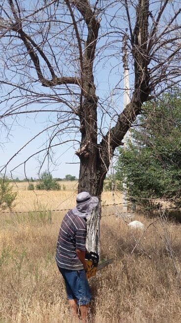 Детские сады, няни: Предлагаются услуги по обрезке и удалению деревьев, а также расчистке — 4