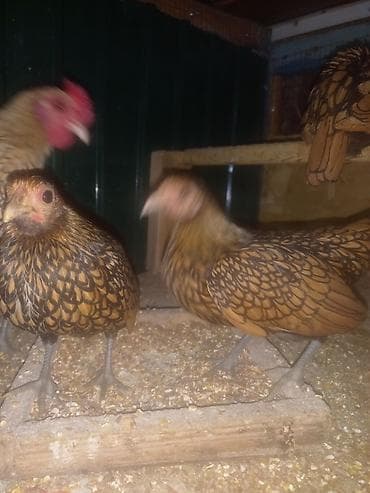 Ветеринар кызматы: Сатам | Тооктор | Көбөйтүү үчүн — 4