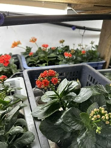 бугенвиллия фото: Каланхоэ Blossfeldiana в горшке - Компактное комнатное — 5