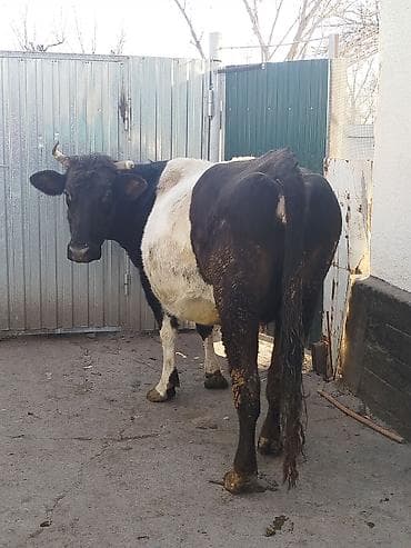 корова голштинской: Продаю | Корова (самка) | Для разведения | Привязанные — 4