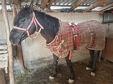 уй музоосу менен: Сатам | Жылкы (эркек) | Кара Жорго | Ат спорту — 2