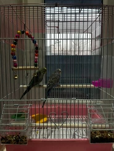 Клетка для волнистых попугаев с комплектом аксессуаров. Особенности