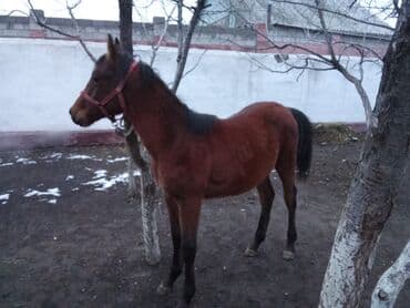 алабай мальчик: Продаю | Конь (самец) | Полукровка | Для разведения — 2