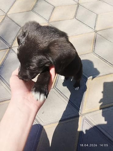 собака сосиска: Щенок, черный с белыми «носочками» на лапах спаниель смесь с овчаркой — 2