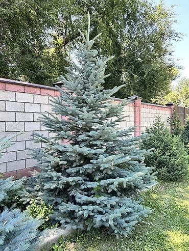 Голубая ель (Picea pungens ‘Glauca’) — зрелые декоративные экземпляры — 2
