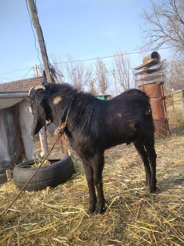 Грызуны: Продаю | Козёл (самец) | Нубийская | Для разведения | Племенные — 2