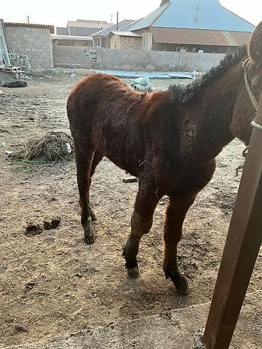 Продаю | Жеребенок | Рабочий