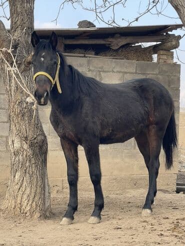 седло для осла: Продаю | Жеребенок | Рабочий — 2