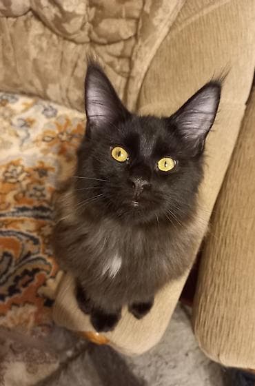 Животные: 🐾🐈 Эффектный котёнок мейн-кун чёрного цвета с шикарным воротником — 3