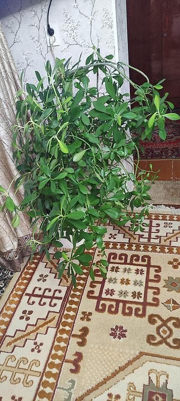 Денежное дерево: Продаёт кофейное дерево — 1