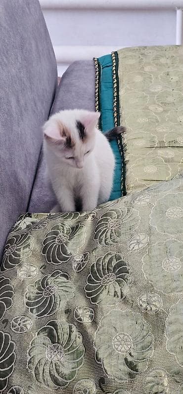 объявления про котят: 3 месяца, Девочка, Белый, Приучена к лотку, Проглистована — 3