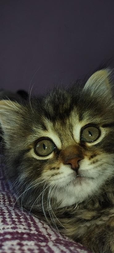 кошка рыжая: Беспородная, 1 месяц, Девочка, Приучена к лотку — 6