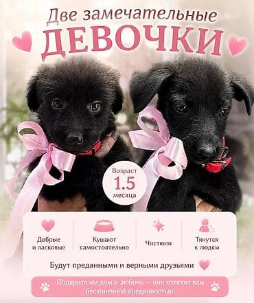 такса щенок цена: Щенки-метисы ищут дом Остались 2 девочки. Они милашки! Щенки-девочки — 2