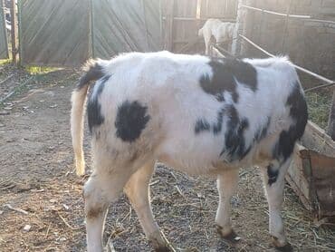 автоматический шприц для животных: Продаю | Корова (самка), Бык (самец), Тёлка | На откорм, На забой, Для разведения | Искусственник — 2