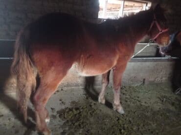 дойних коров: Продаю | Жеребенок | Для разведения | Племенные — 5