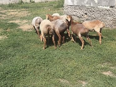 выделка шкур барана цена: Продаю | Ягненок | Для разведения | Ярка — 3
