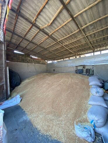 Иттер: Улпак отруби кебек — 5