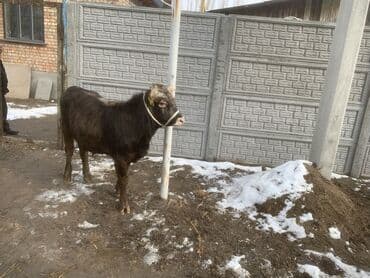 Собаки: Продаю | Бык (самец) | На откорм | Привязанные — 1