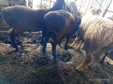 хмонг порода собак цена: Продаю | Баран (самец) | Полукровка | На забой — 4