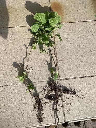 орехи продам: Саженцы фундука — 1