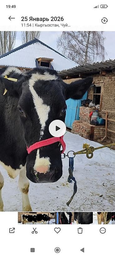 голштин коровы: Продаю | Корова (самка) | Голштин | Для молока | Стельные — 1