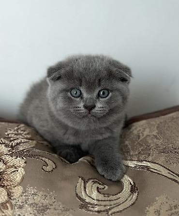белый шотландский котенок: Скотиш Фолд (Шотландская вислоухая), 2 месяца, Девочка, Голубой, Приучена к лотку — 6