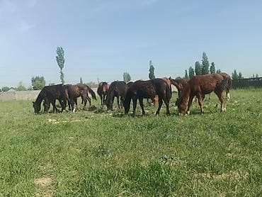 жаны уйлор: Сатам | Тай — 2