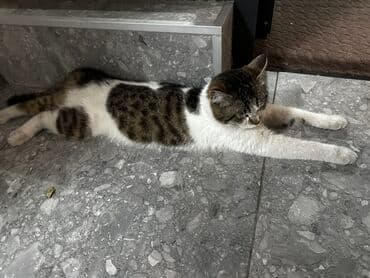 домашние кошки: Кошка даром: Беспородная, 1 год, Мальчик, Приучена к лотку — 2