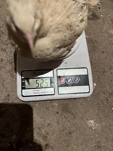 гесарские бараны: Продается инкубационные яйца перепелок. Порода - Техас утяжеленный. 8 — 3