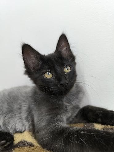котёнк: Кошка даром: Беспородная, 3 месяца, Девочка, Приучена к лотку, Проглистована — 9