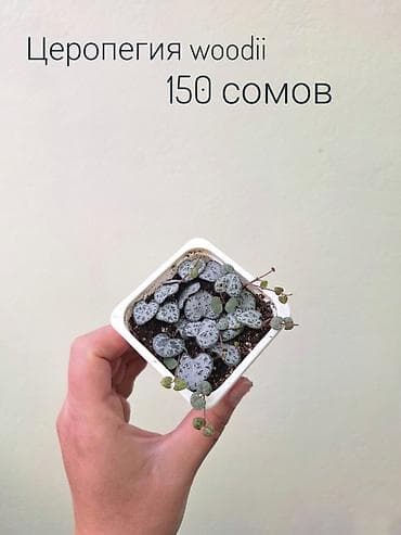 лещь: 🌿 Комнатные растения/цветы (укоренённые черенки/молодые — 9