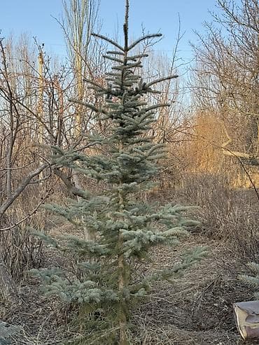 Уруктар жана көчөттөр: Ель голубая (Picea pungens, голубая ель) - Описание: Хвойное дерево с — 2
