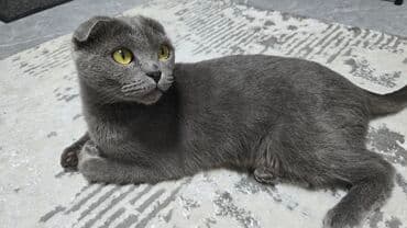 Собаки: Шотландский вислоухий котик (Scottish Fold) - Окрас: сплошной голубой — 3