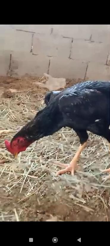 питбуль бои: Продаю | Петух | Бойцовая | Для разведения — 3