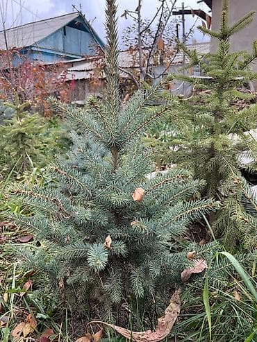 воды: Саженцы деревьев: Ели — 1