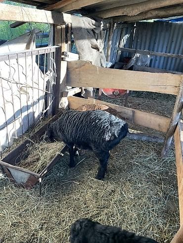 яйцо страуса: Продаю | Овца (самка), Ягненок | Арашан | Для разведения | Ярка — 5