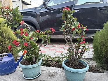 Молочаи: Молочай Милля (Euphorbia milii) в горшке - Компактный кустарник с — 3