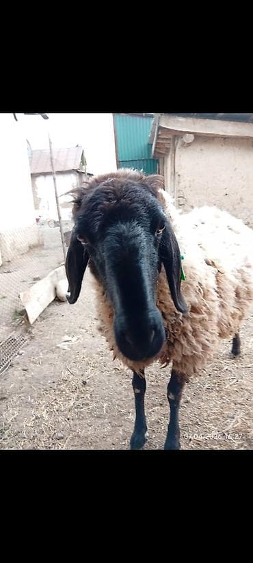 үй жаныбарлар: Сатам | Ургаачы кой (ургаачы) | Арашан | Көбөйтүү үчүн — 2