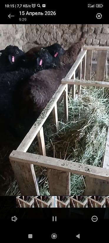 рыба мальки: Продаю | Ягненок | Для разведения — 5