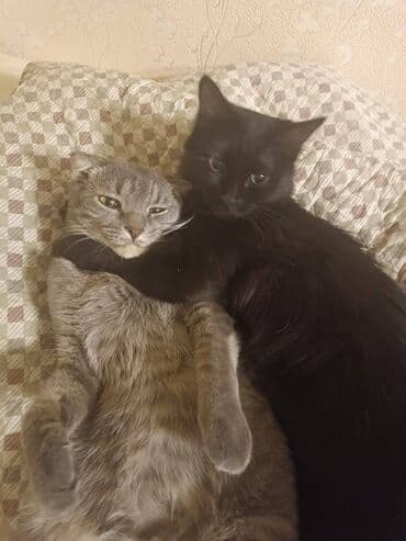 Собаки: Кошка даром: Британская короткошёрстная, 4 года, Мальчик — 5