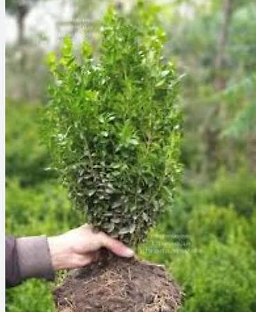 ящик ош: Өзү алып кетүү, Акылуу жеткирүү — 2